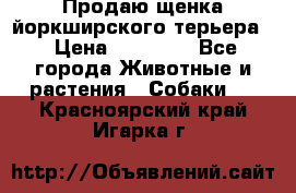 Продаю щенка йоркширского терьера  › Цена ­ 20 000 - Все города Животные и растения » Собаки   . Красноярский край,Игарка г.